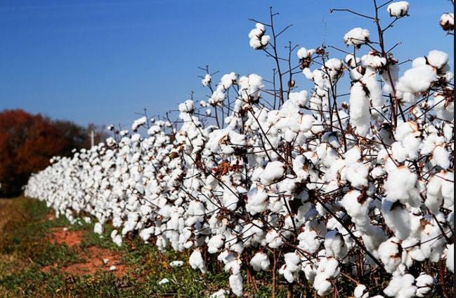 5 Good Reasons to Buy Organic Cotton - Lazy Baby