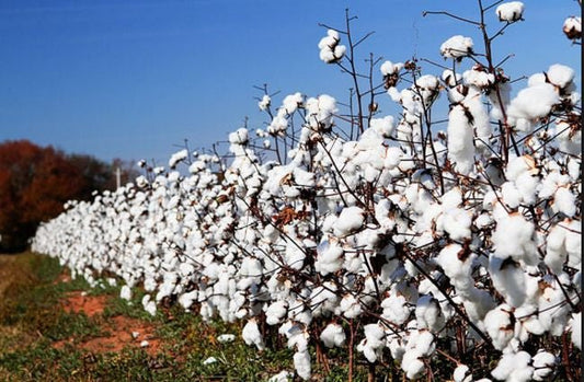 5 Good Reasons to Buy Organic Cotton - Lazy Baby